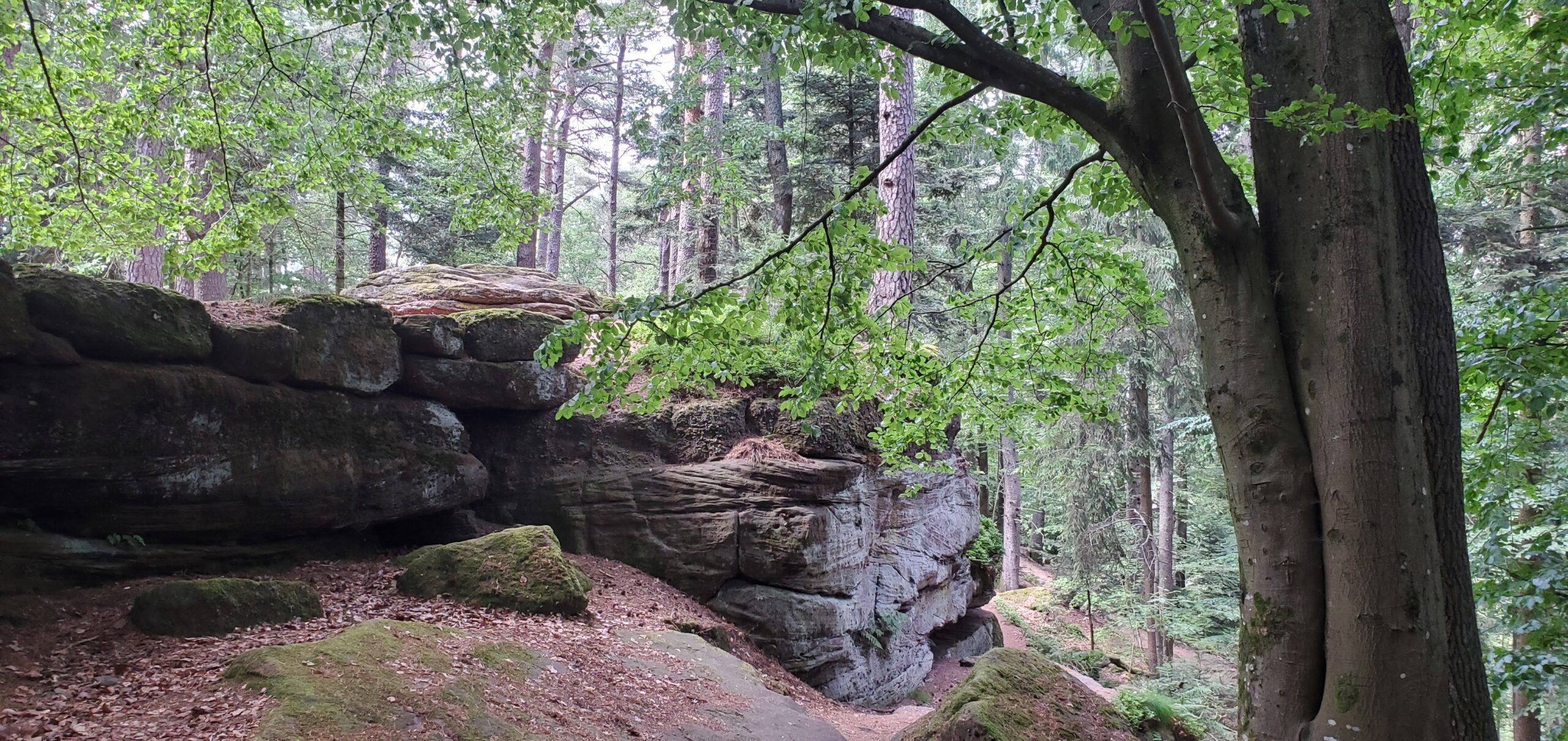 Forêt d'Alsace